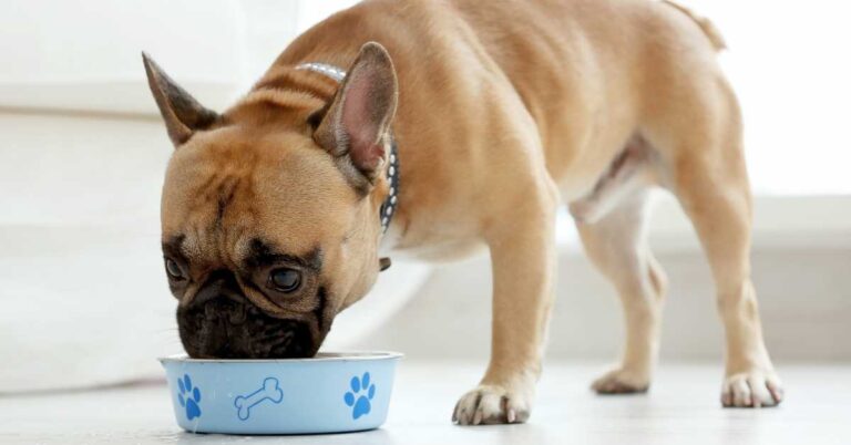 A French Bulldog eating eggshells from a blue bowl with paw prints and a bone icon.