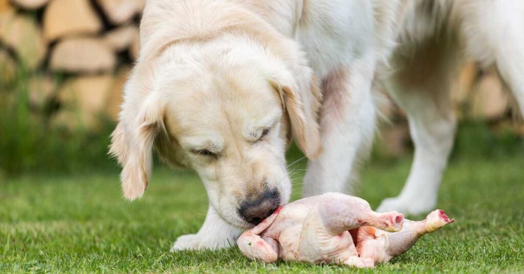 Can Dogs Eat Raw Chicken 1