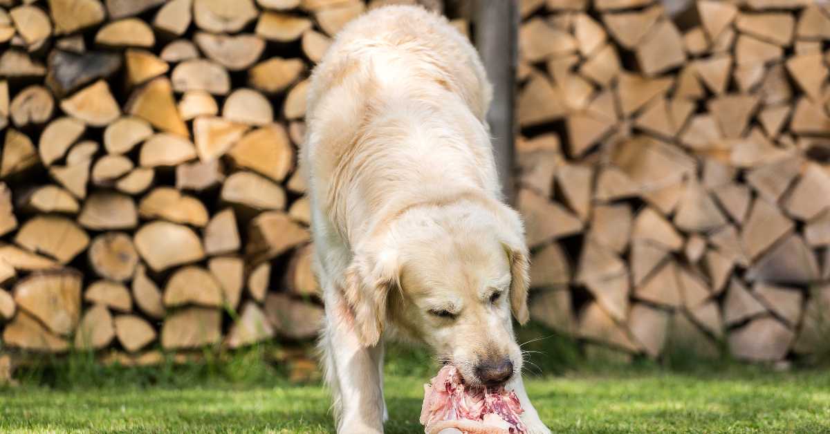 Golden Retriever eating raw chicken outdoors