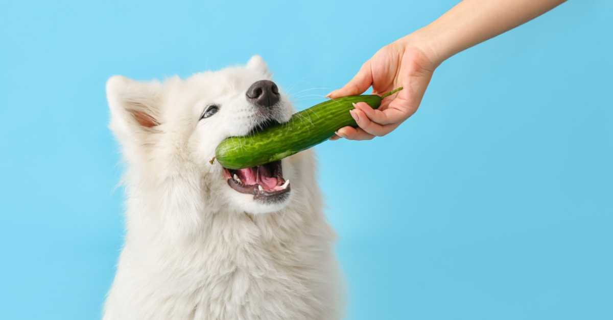 A fluffy white dog being fed a fresh zucchini by a person against a blue background.