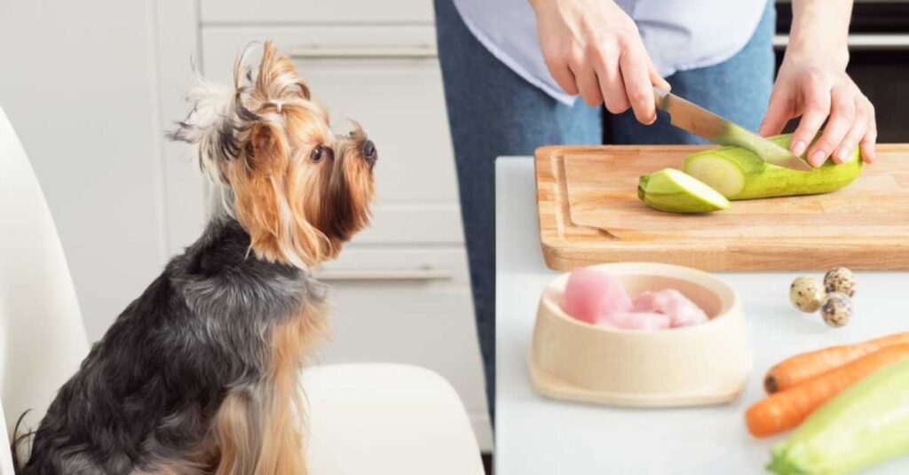 Can dogs eat zucchini