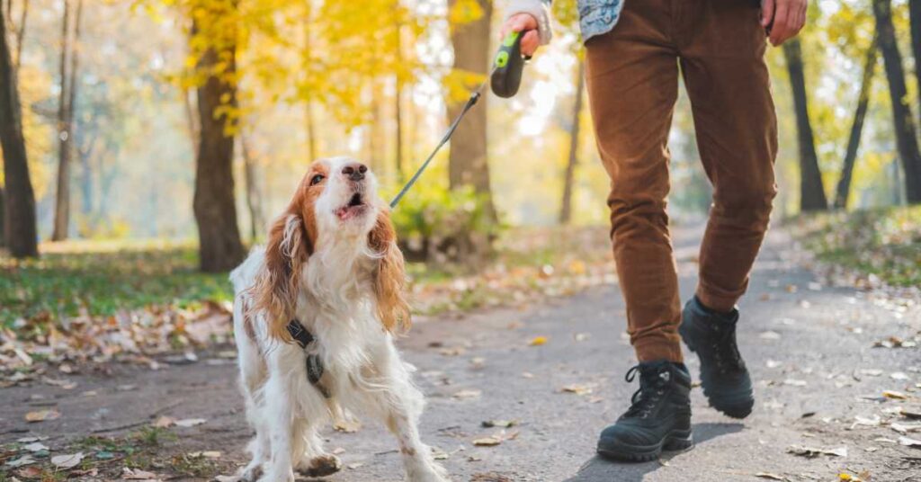 How to Train a Dog to Stop Barking 2