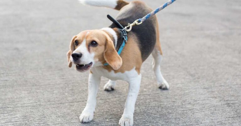 Beagle dog barking while being walked on a leash outdoors.