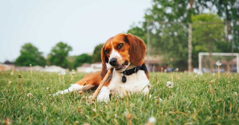 A Beagle lying on grass, chewing a bully stick.