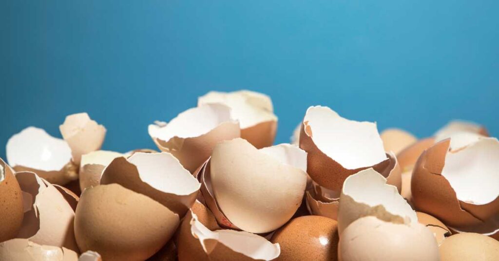 Are Egg Shells Good for Dogs 1