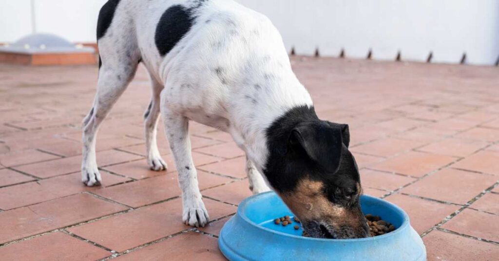 Are Egg Shells Good for Dogs 3