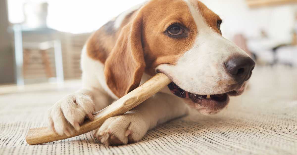 Beagle chewing on a Greenie dental chew stick on a carpeted floor to promote dental health.