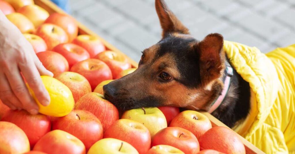 Are Peaches Good for Dogs 3