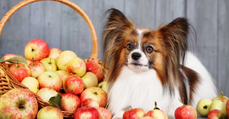 Small dog sitting beside a basket of peaches, looking curious and attentive.