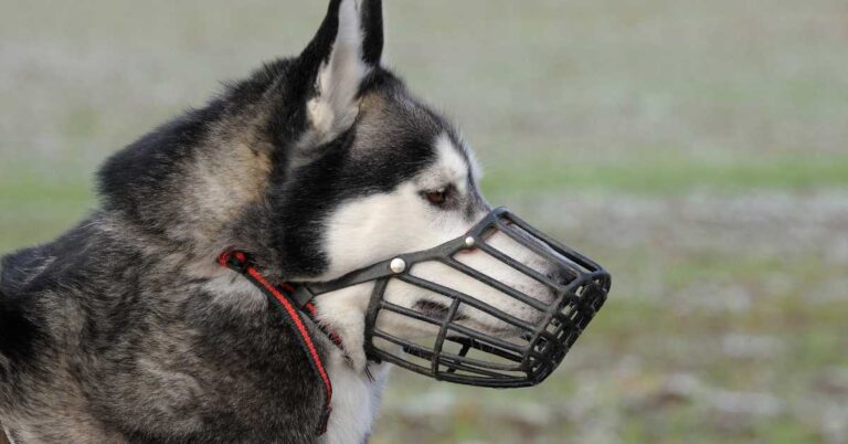 Husky wearing a basket-style muzzle outdoors, allowing it to eat, drink, and pant comfortably.