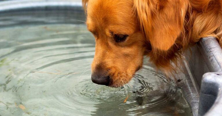 Golden Retriever drinking water from a bowl, representing the best drink for dogs.