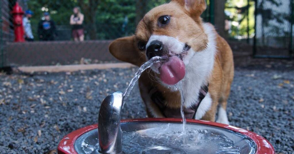 Best Drinking Fountain for Dogs 1