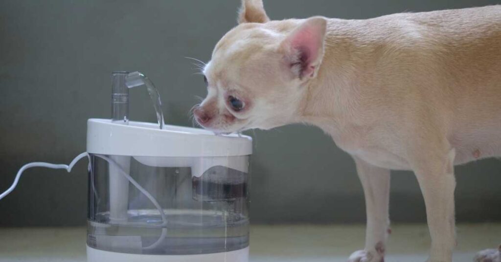 Best Drinking Fountain for Dogs 2