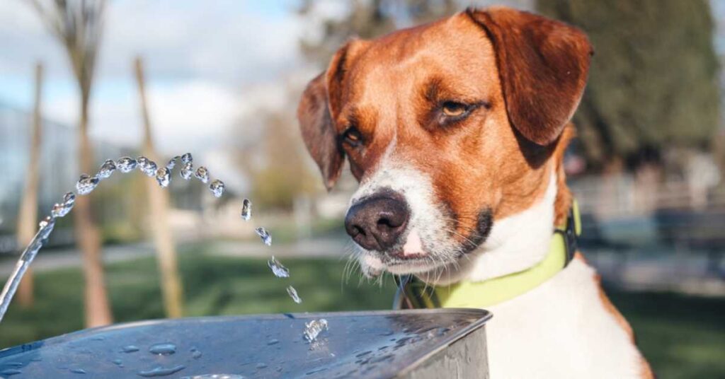 Best Drinking Fountain for Dogs 3