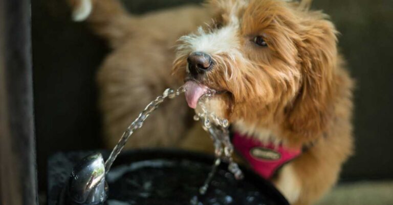 Dog drinking water from a fountain, highlighting hydration for the best drinking fountain for dogs.