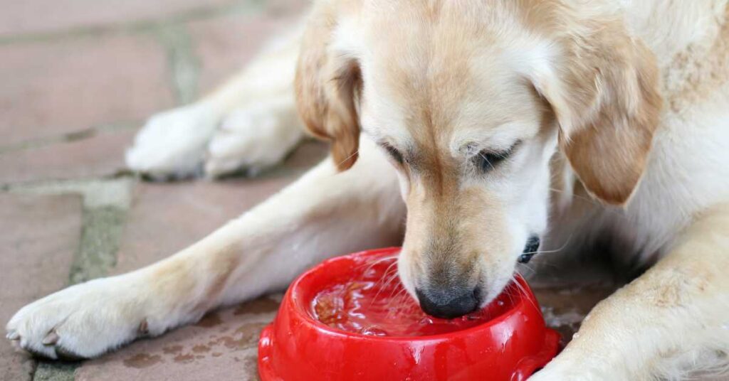 Best Drinking Water for Dogs 1