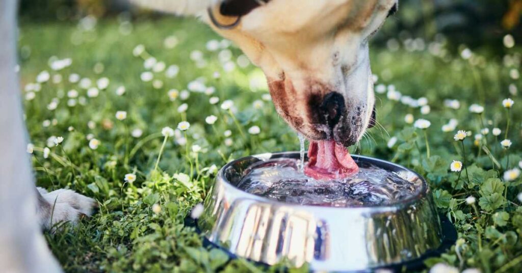 Best Drinking Water for Dogs 2