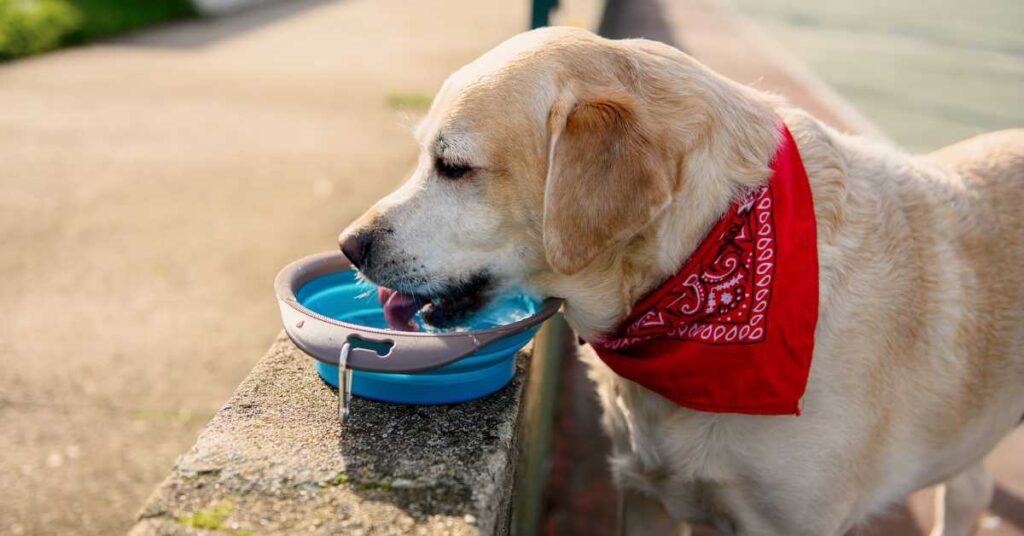 Best Drinking Water for Dogs 3