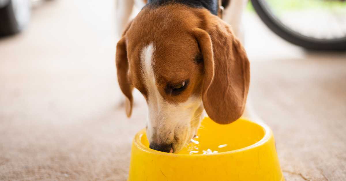 Beagle drinking water from a yellow bowl