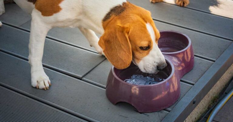 Dog drinking from a slow-drinking water bowl on a wooden deck outdoors.