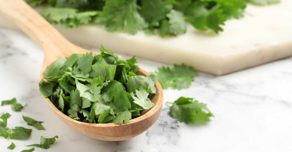 Can Dogs Eat Cilantro 1