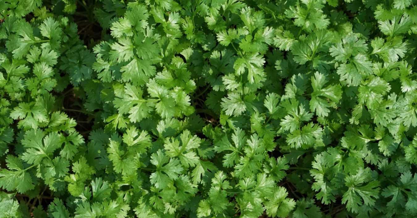 Close-up of fresh green cilantro leaves growing in a garden.