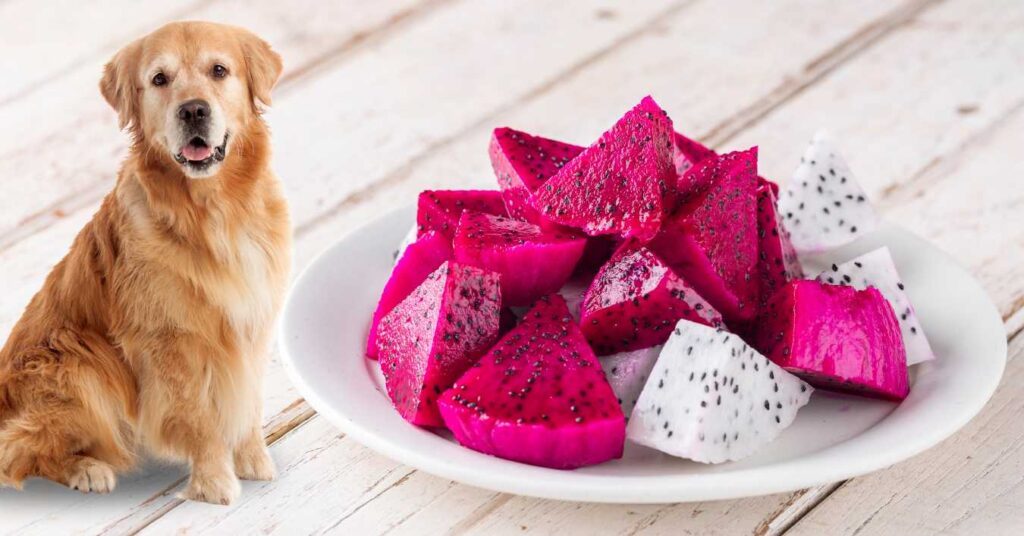 Can Dogs Eat Dragon Fruit 2