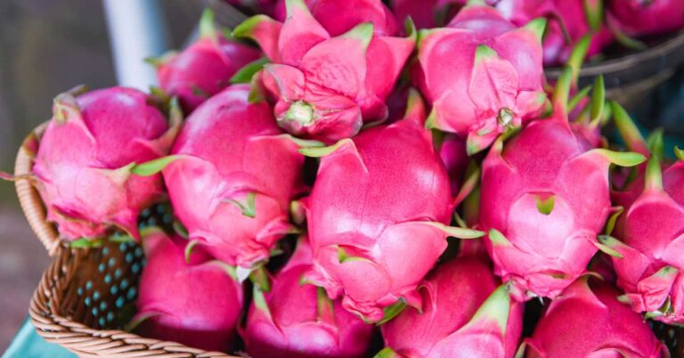 A basket filled with bright pink dragon fruits.