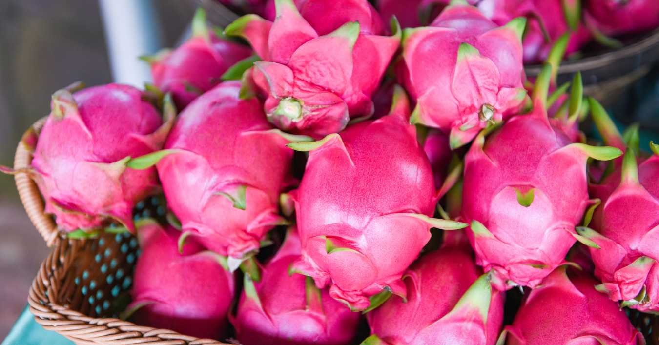 A basket filled with bright pink dragon fruits.