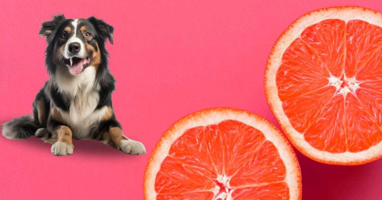 A happy dog sitting next to sliced grapefruit on a pink background.