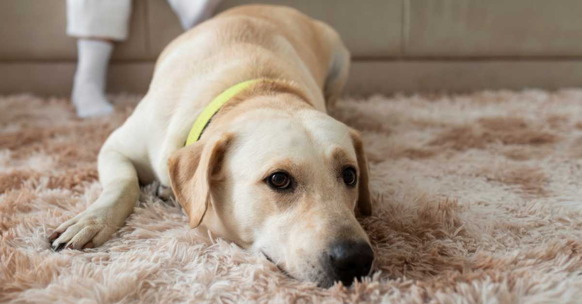 A Labrador Retriever lying on a fluffy carpet, looking tired or unwell with a yellow collar.