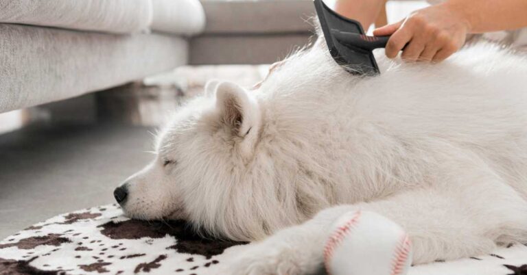 Dog getting groomed with brush, lying peacefully on rug with baseball toy, highlighting care and comfort.