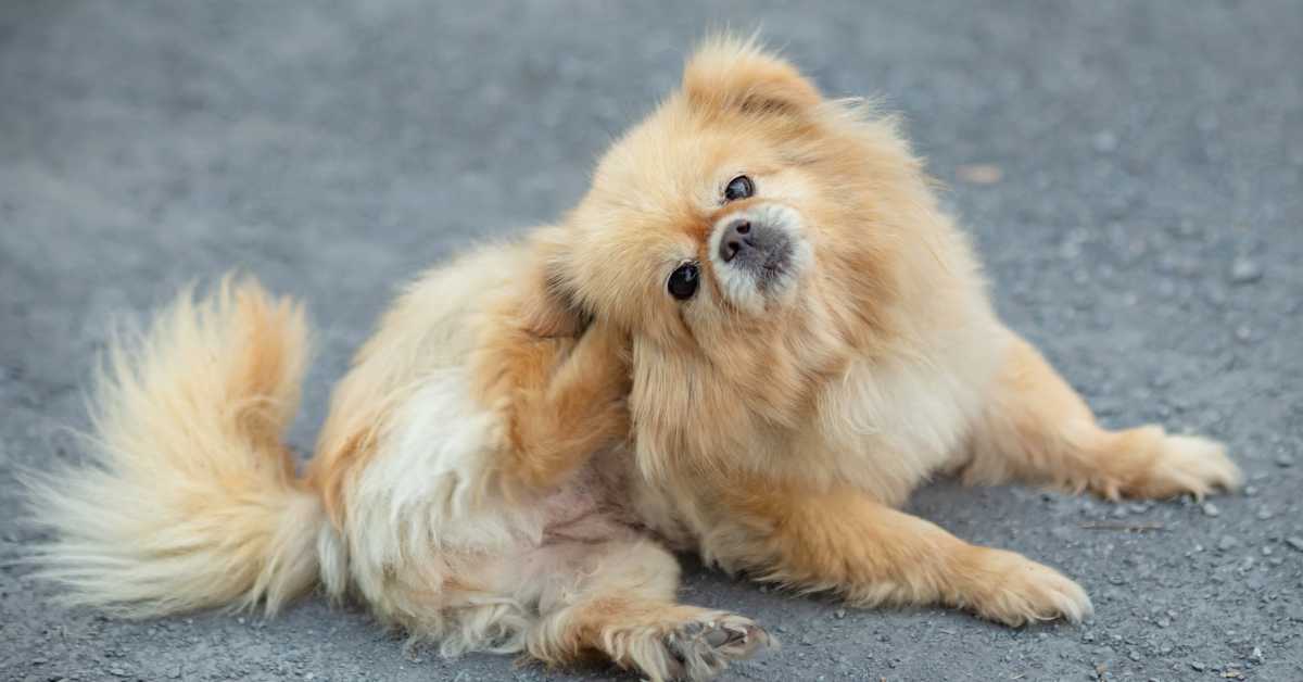 Small fluffy dog scratching its ear while sitting on a gravel surface.