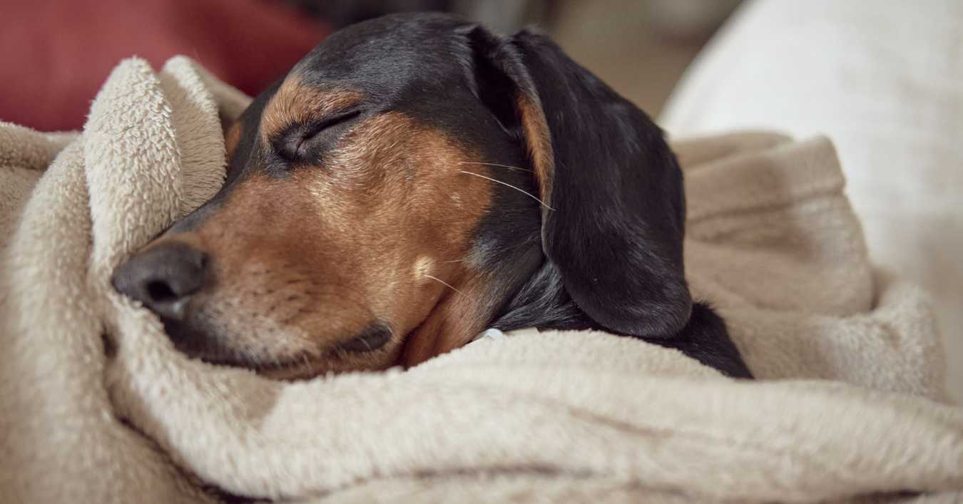 Dog wrapped in a beige blanket, resting peacefully, suggesting a cozy recovery from a cold.