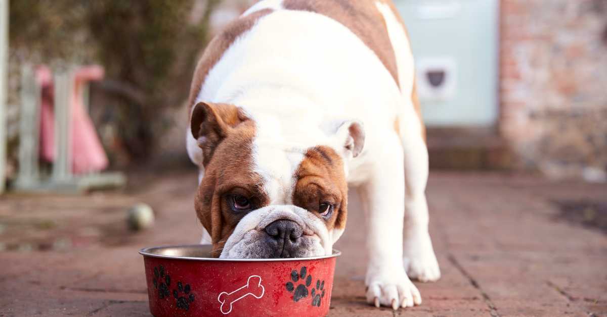 An English Bulldog eating salmon from a red bowl with bone and paw print designs, standing outdoors on a brick patio.