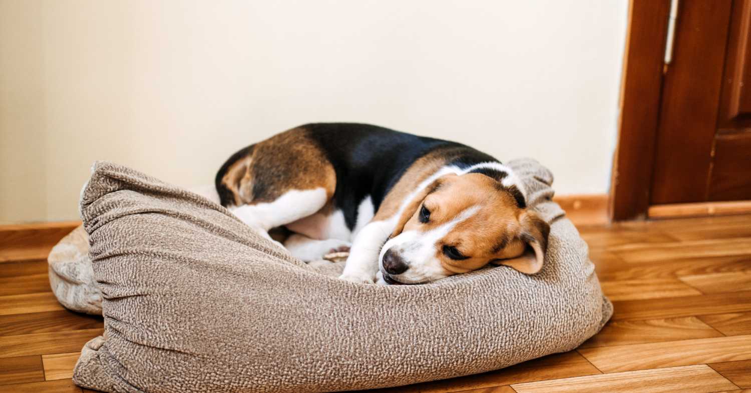 Beagle resting on a beige dog bed, looking tired, with wooden flooring and a door in the background.