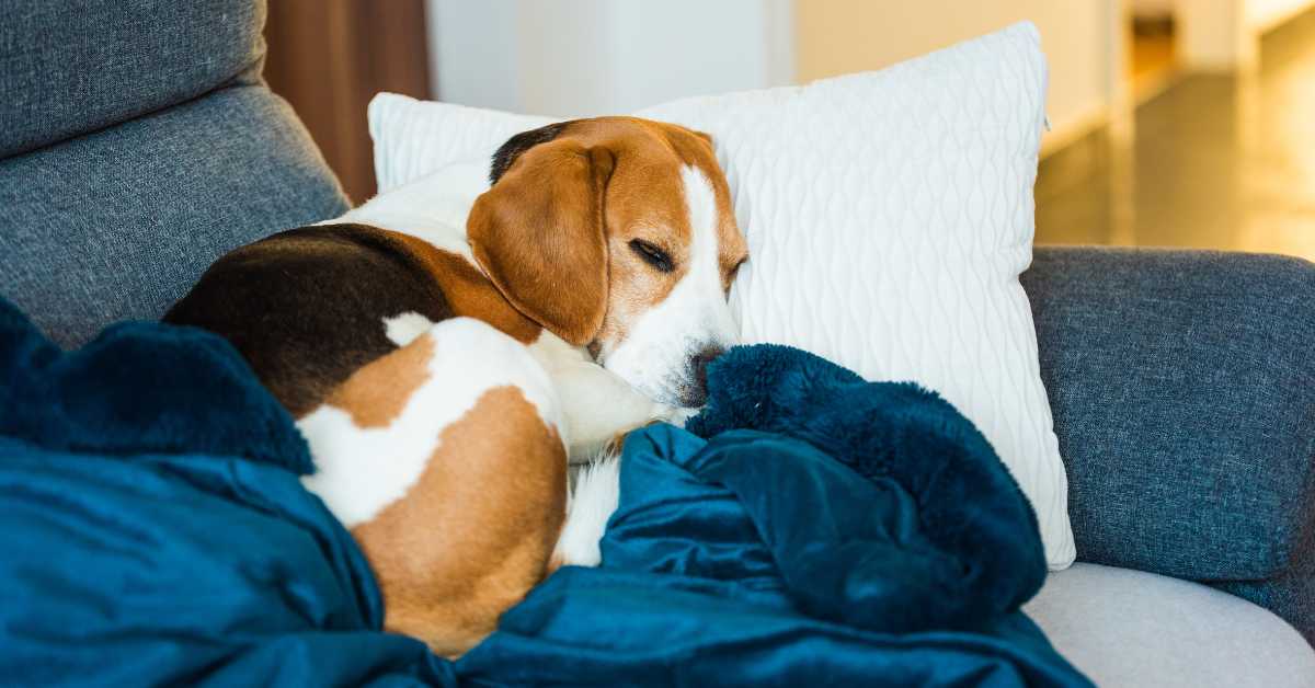 Beagle resting on a couch with blue blankets and white pillow, appearing comfortable and relaxed.