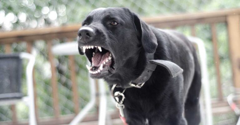 A black dog barking outdoors.