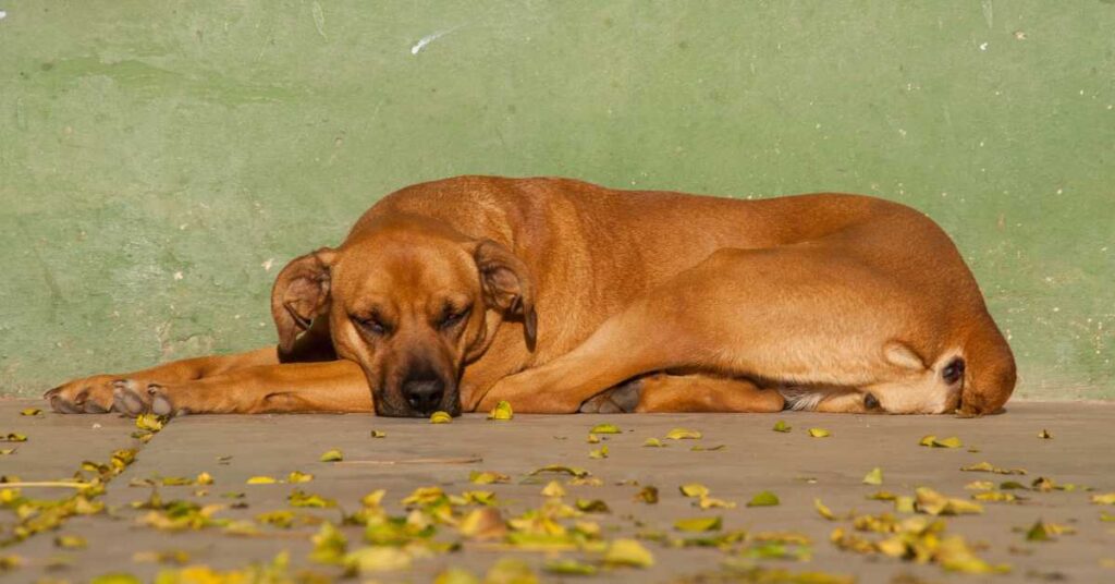 How Long Can a Dog Go Without Food 4