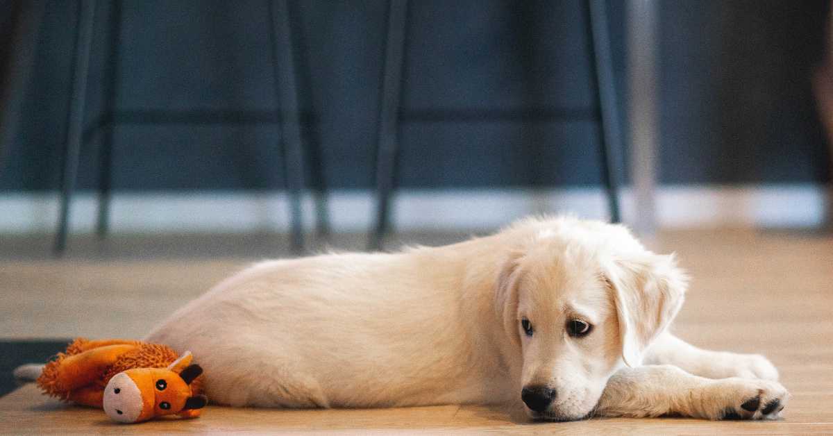 A Golden Retriever puppy lying on the floor with a toy, looking sad and uninterested.