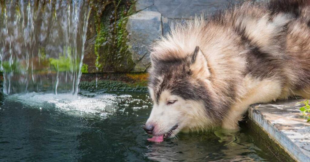 How Long Can a Dog Go Without Water 3