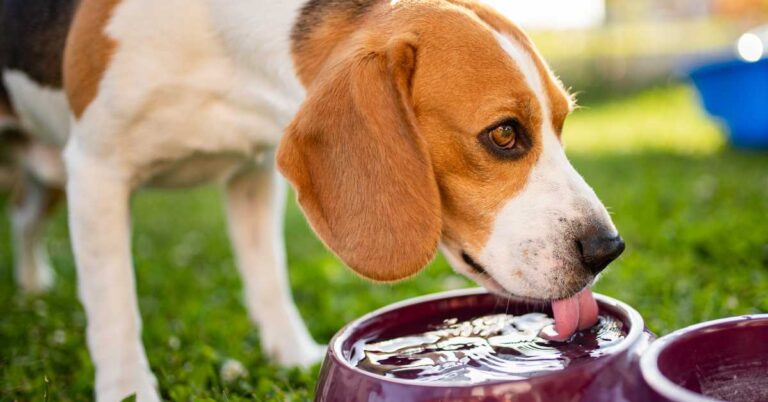 Beagle drinking water from a bowl on the grass during a sunny day outside.