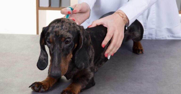 A dachshund being examined by a vet.