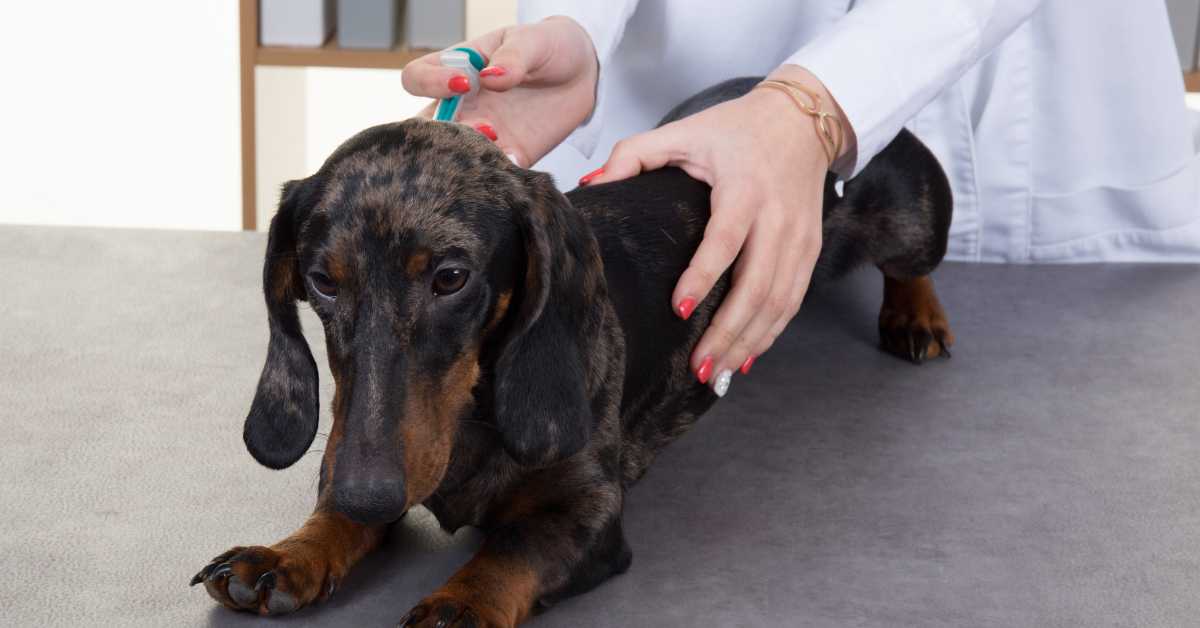 A dachshund being examined by a vet.