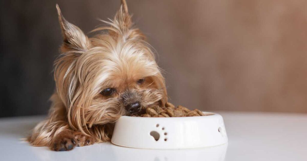 How Much Wet Food Should I Feed My Dog 1