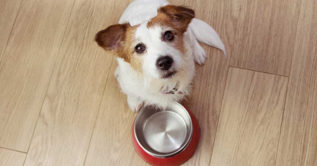 How Much Wet Food Should I Feed My Dog 2