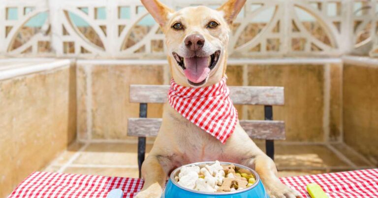 Dog with a red bandana sitting at a table, happily enjoying a bowl of wet food.