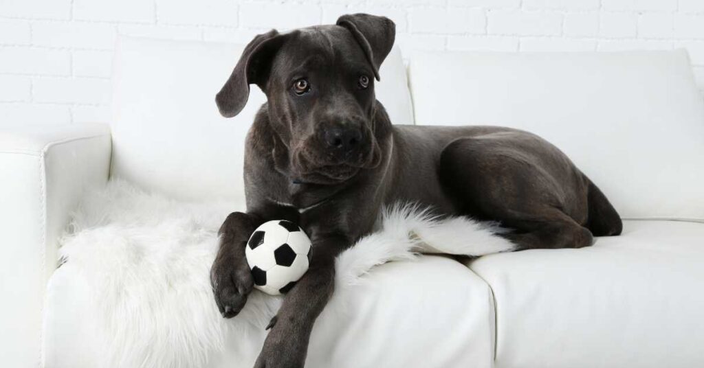 How Much is a Cane Corso Dog 1