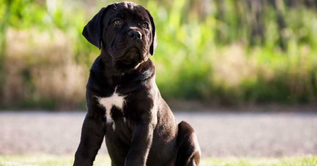 How Much is a Cane Corso Dog 2