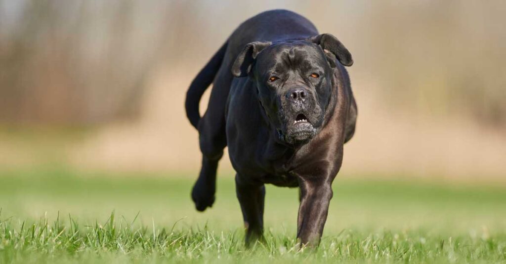 How Much is a Cane Corso Dog 3